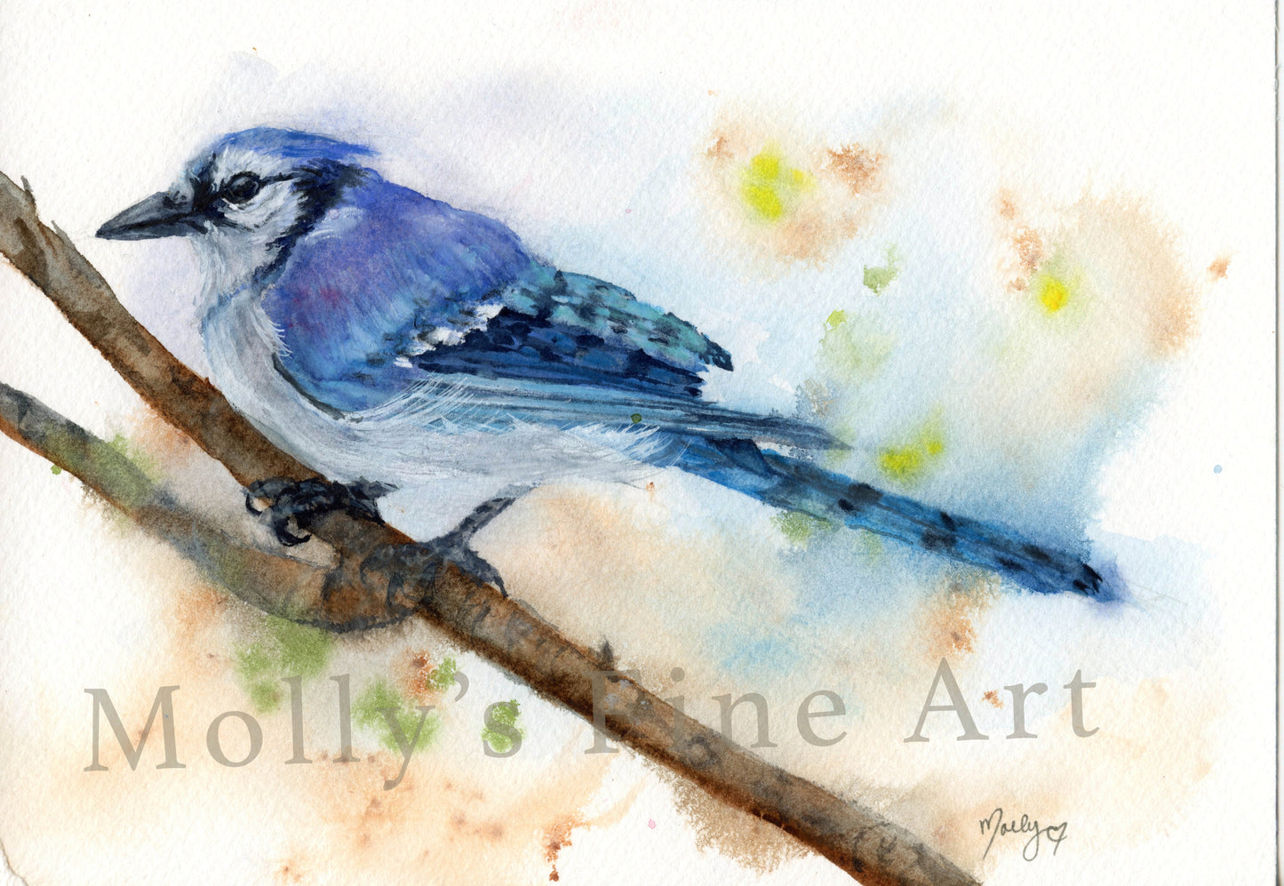 Blue Jay Original Watercolor by Molly's Fine Art