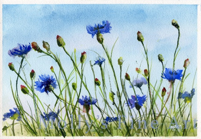 "Reaching for the Sun" Cornflowers Original Watercolor by Molly's Fine Art