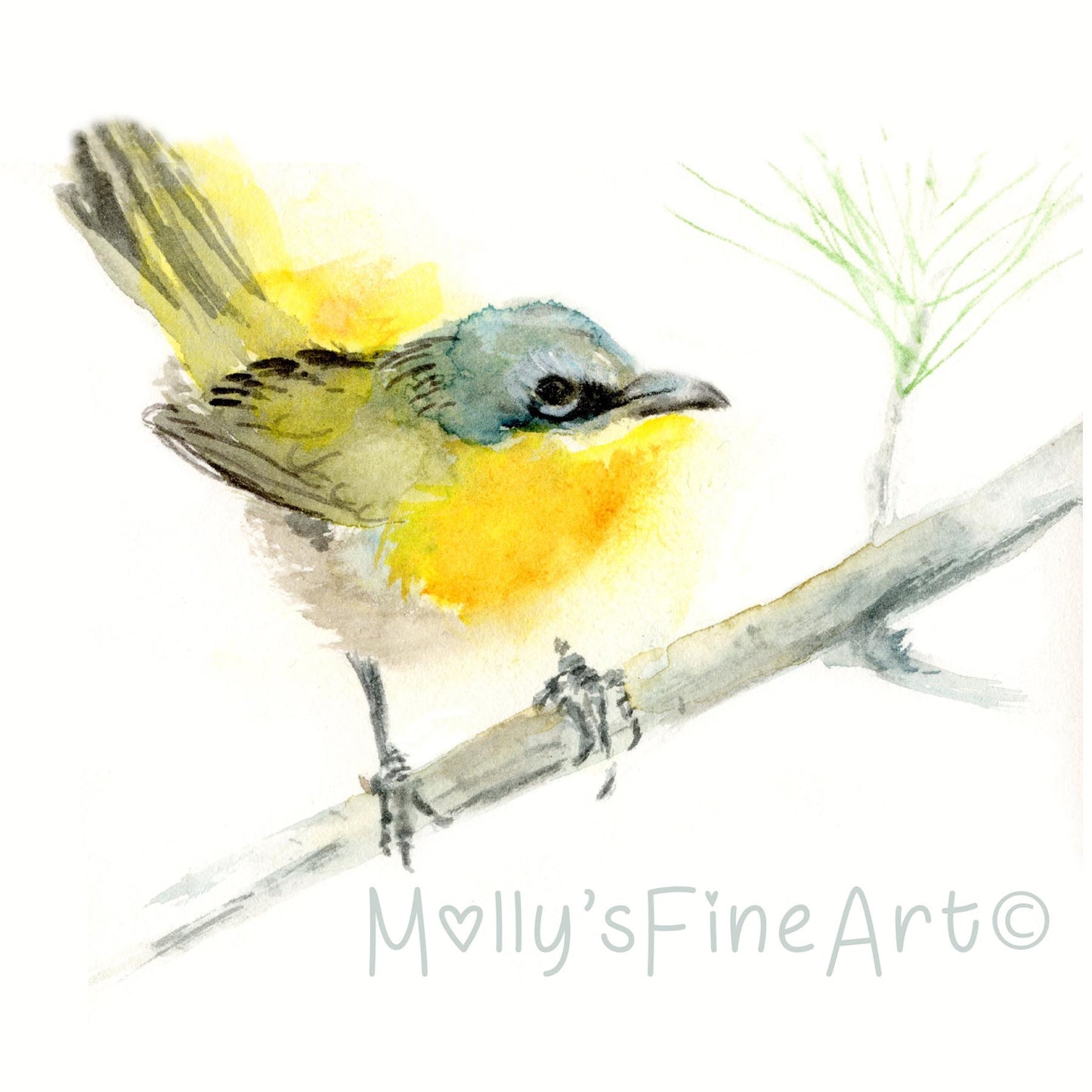 Yellow Breasted Chat Bird Watercolor Giclée Art Print by Molly's Fine Art