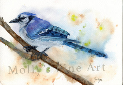 Blue Jay Original Watercolor by Molly's Fine Art