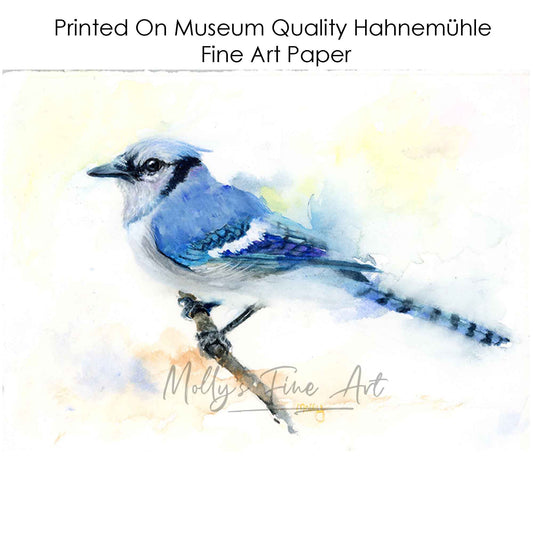 Blue Jay Watercolor Giclée Art Print by Molly's Fine Art