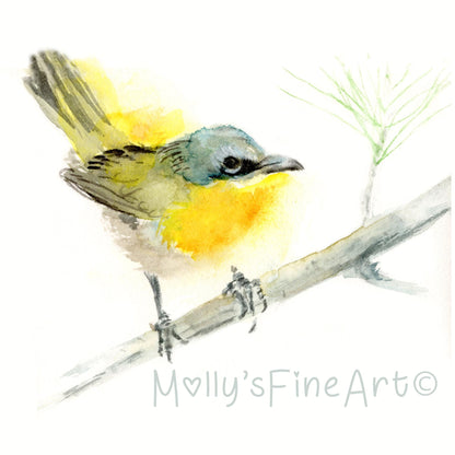 Yellow Breasted Chat Bird Watercolor Giclée Art Print by Molly's Fine Art